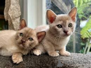 Фото №2 к объявлению №163803 о продаже бурма - купить в Австрии частное объявление, заводчик