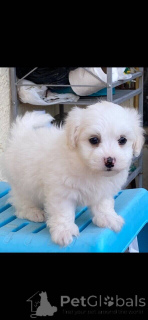 Фото №1. мальтипу - купить в Берлине за 83490₽. Объявление №149901