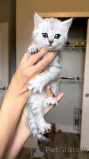 Фото №3. Europäische Kurzhaarkätzchen Zur усыновление. Германия