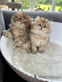 Фото №1. персидская - купить в Айзлинген за 41745₽. Объявление №157341