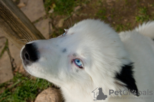 Дополнительные фото: Очаровательная собачка - якутский удав
