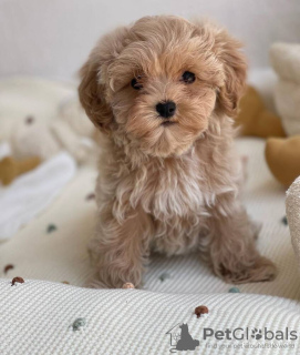 Фото №3. Wunderschöne kleine Maltipoo-Welpen.  Германия