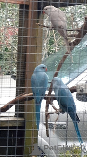 Фото №2 к объявлению №144456 о продаже сингапурская - купить в Австрии заводчик