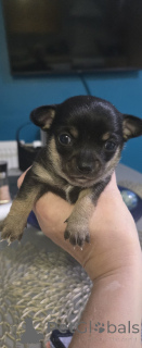 Фото №2 к объявлению №159154 о продаже беспородную - купить в США частное объявление