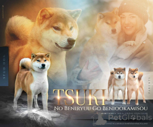 Фото №2 к объявлению №161232 о продаже сиба-ину - купить в Польше заводчик