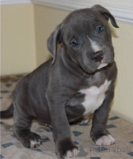 Фото №1. американский питбультерьер - купить в Аскаффенбург за договорная. Объявление №167500