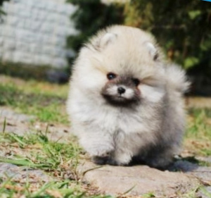 Фото №4. Продажа  в Київ  - цена 67039₽