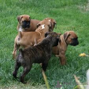 Фото №1. немецкий боксёр - купить в Амстердам за 64937₽. Объявление №160785