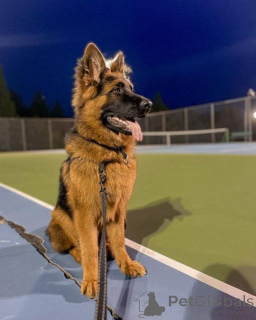 Фото №3. Готовы к уходу - высококачественная немецкая овчарка.  Германия