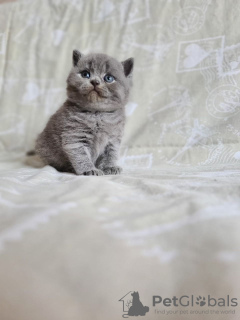 Фото №3. Британский короткошерстный котенок в возрасте 12 недель.. Греция