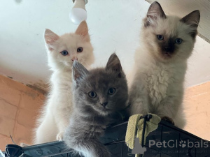 Фото №1. мейн-кун - купить в Франкфурт-на-Майне за 27830₽. Объявление №153872