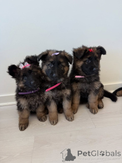 Фото №1. немецкая овчарка - купить в Дрезден за договорная. Объявление №158377