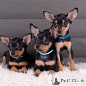 Фото №3.  Prager Rattler-Welpen Exklusiv für die 5-Sterne-Hotellerie .  Германия