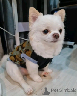 Фото №1. чихуахуа - купить в Баден-Бадене за договорная. Объявление №166385