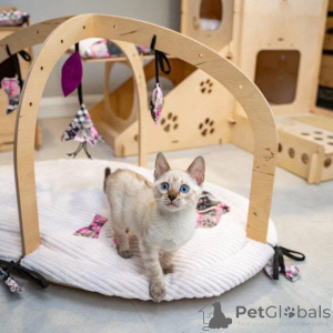 Фото №1. бенгальская - купить в Södertälje за 69575₽. Объявление №153224