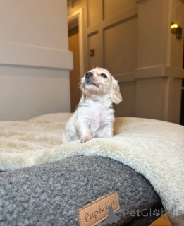 Фото №2 к объявлению №161333 о продаже таксу - купить в Эстонии 