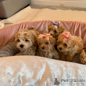 Дополнительные фото: Неверные самцы в самичке MALTIPOO молодые для помощи