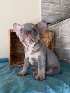 Фото №2 к объявлению №163707 о продаже французского бульдога - купить в Чехии заводчик