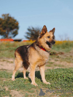 Фото №3. Домашняя миниатюрная собачка Леди, идеальный компаньон ищет дом.  Россия