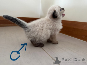 Фото №3. Очаровательный котенок тряпки на продажу. Австрия