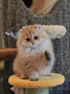 Фото №3. Британские длинношерстные шатоны в продаже. Бельгия