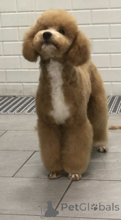 Фото №4. Продажа пуделя (карликового) в Белграде  - цена договорная