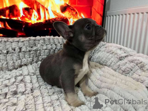 Фото №3. Хит предложение французское бульдог экзотические цвета.  Швейцария