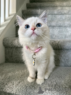 Фото №3. Сладкая, как лепесток, и мягкая, как облако, Лили любит обниматься и мурлыкать,. Швейцария