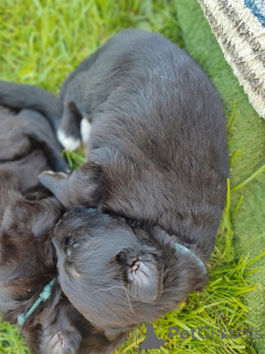 Фото №4. Продажа немецкую овчарку в Кракове заводчик - цена 78852₽