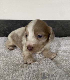 Фото №4. Продажа таксу в Мюнхене частное объявление - цена 51022₽