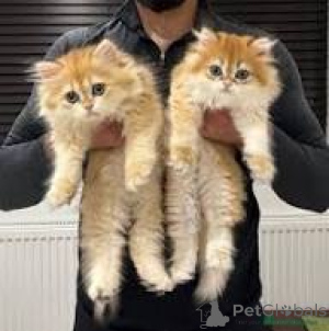 Фото №1. британская длинношёрстная - купить в Марселе за 46384₽. Объявление №165939