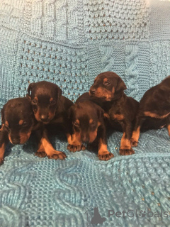 Фото №1. доберман - купить в Bai-Mare за договорная. Объявление №160029