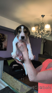 Фото №4. Продажа русскую гончую в Гамбург частное объявление - цена 139₽