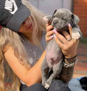 Фото №2 к объявлению №165304 о продаже стаффордширского бультерьера - купить в Франции заводчик