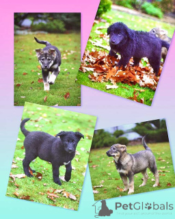 Фото №1. беспородная - купить в Москова за Бесплатно. Объявление №158292