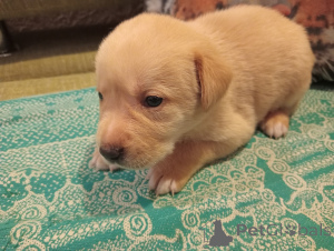 Фото №3. Щенок.  Россия