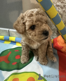 Фото №1. бишон фризе - купить в Вроцлав за 143789₽. Объявление №110122