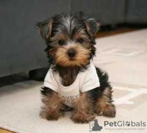 Фото №3. Teacup Yorkshire Terrier Puppy for free adoption.  Германия