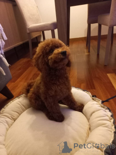 Фото №1. пудель (той) - купить в Лондонский район Камден за 32468₽. Объявление №160256