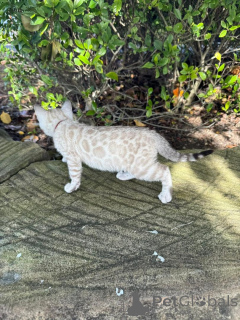 Фото №2 к объявлению №152535 о продаже бенгальская - купить в Германии частное объявление