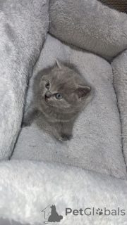 Фото №2 к объявлению №166921 о продаже британская длинношёрстная - купить в Германии частное объявление