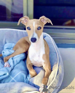 Фото №3. Уиппет.  Германия