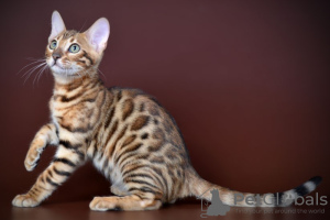 Фото №3. Wunderschöner Bengal-Junge und-Mädchen. Германия