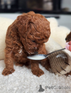 Фото №2 к объявлению №163753 о продаже пуделя (той) - купить в Польше заводчик