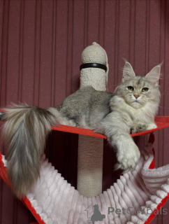 Фото №1. мейн-кун - купить в Донкастер за договорная. Объявление №160667