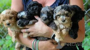 Фото №1. кавапу - купить в Париже за 64937₽. Объявление №166764