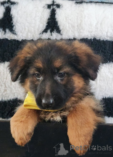 Фото №3. Анонс Чиот Бергер Аллеманд Лоф.  Франция