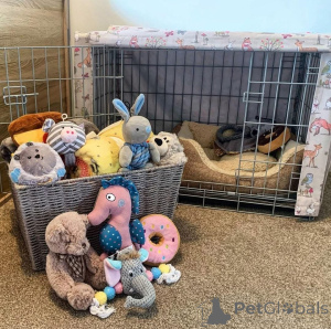 Фото №2 к объявлению №161686 о продаже  - купить в Бельгии 