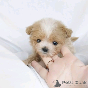 Фото №3. Teacup Maltipoo Welpen Zur Усыновление.  Германия