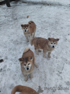 Фото №2 к объявлению №167677 о продаже американскую акиту - купить в Германии частное объявление, заводчик